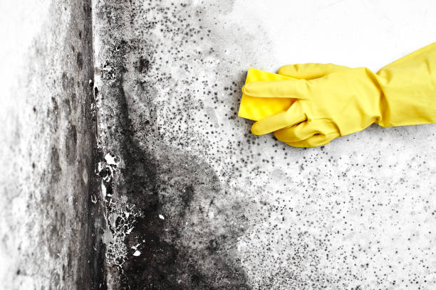 Best Mold Remediation  in Riva, MD