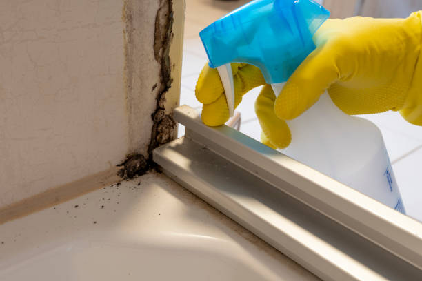 Best Mold Remediation  in Riva, MD