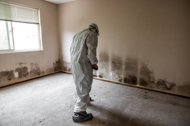 Best Toxic Mold Removal  in Riva, MD