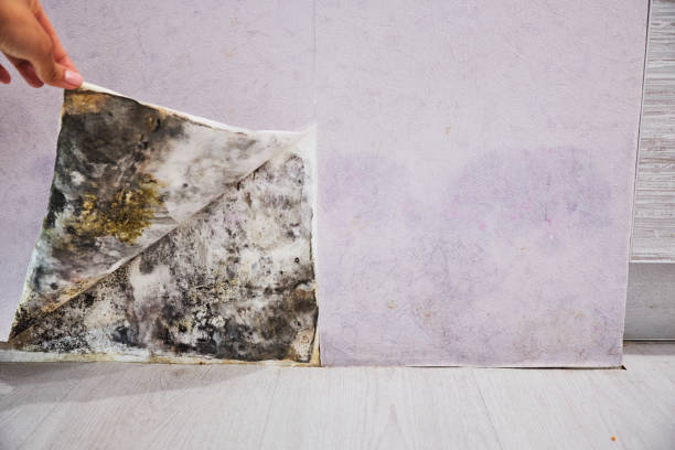 Best Mold Removal and Inspection  in Riva, MD